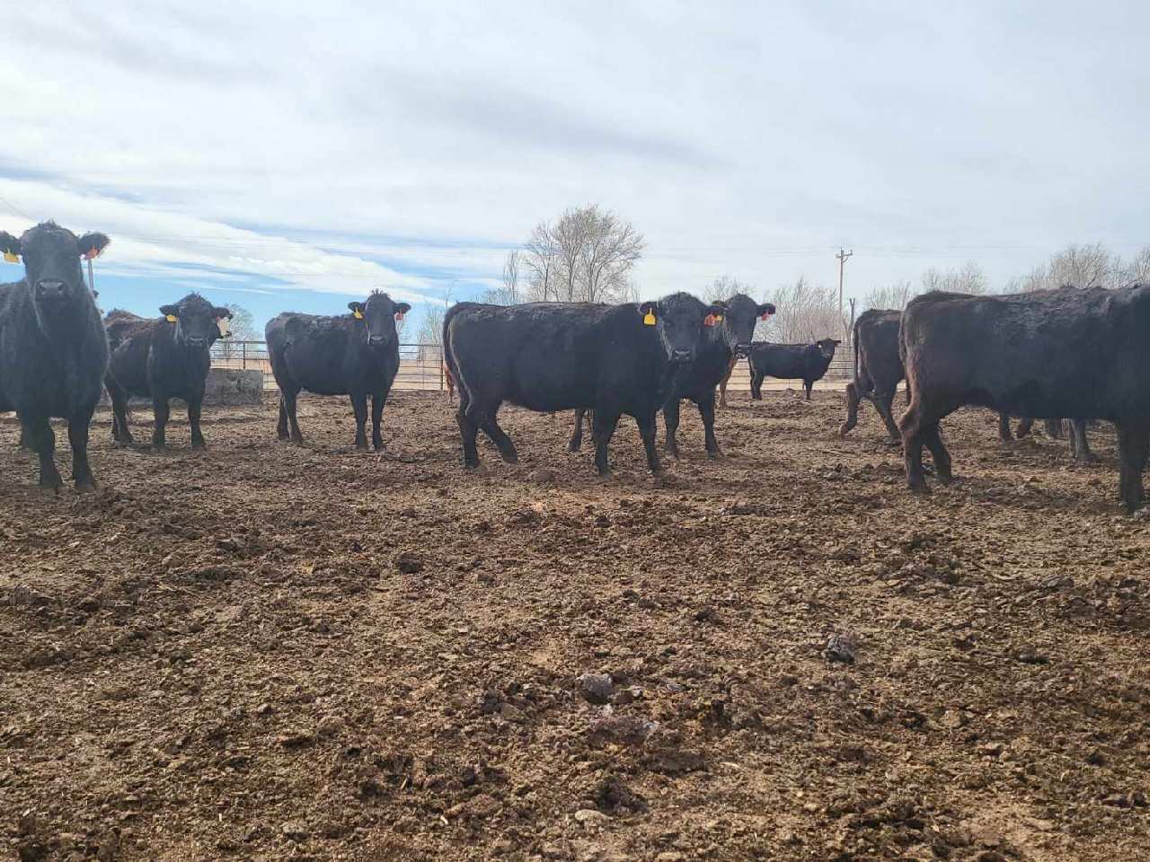 140 Three, Four and Five Year Old Fall Calving Cows